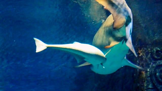 Sad Shark Грустная акула из Воронежского океанариума смотреть онлайн