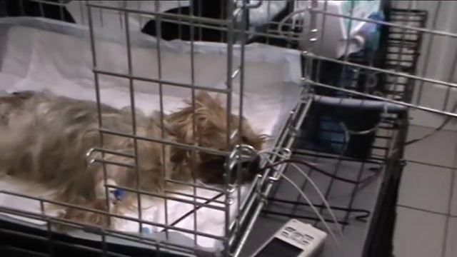 Переливание крови собаке смотреть онлайн