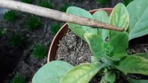 Петуния хлороз 100 процентное избавление. Петуния желтеет. У петунии желтеют листья.