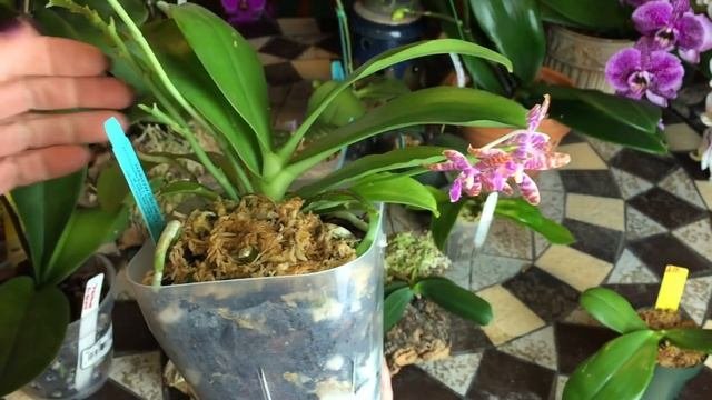 Мои фаленопсисы весной. Гибриды и природные фаленопсисы и как я за ними ухаживаю. Полив орхидей.