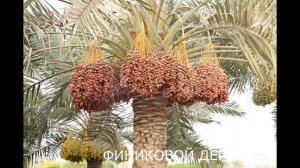 финиковой дерево