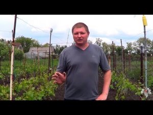Нормировка виноградных кустов соцветиями. Что нужно знать