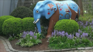 цветы в майском парке