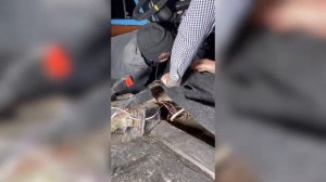 Как я постелил новый Ковролин на копейку!