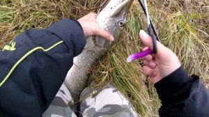 Щука 3450 Зарайский район. Рыбалка река Осётр