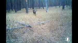 Семья благородного оленя.