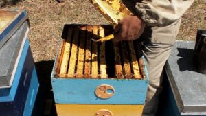 Итальянская порода пчел Ligustica, Подарок от товарища с Италии