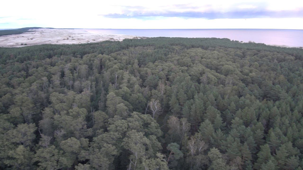 Куршская коса Аэросъемка, Танцующий лес, Высота Эфа, Орнитологический центр смотреть онлайн