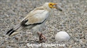 СТЕРВЯТНИК ОБЫКНОВЕННЫЙ?/Птицы/Животные/Интерересные факты