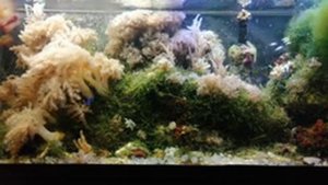 Частые ошибки при запуске морского аквариума.