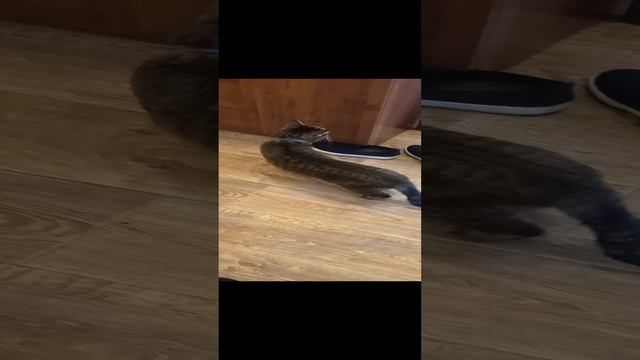 Мой кот Федя отходит от наркоза