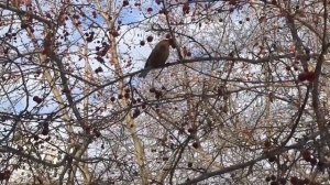 Ловля щуров (06.02.23)