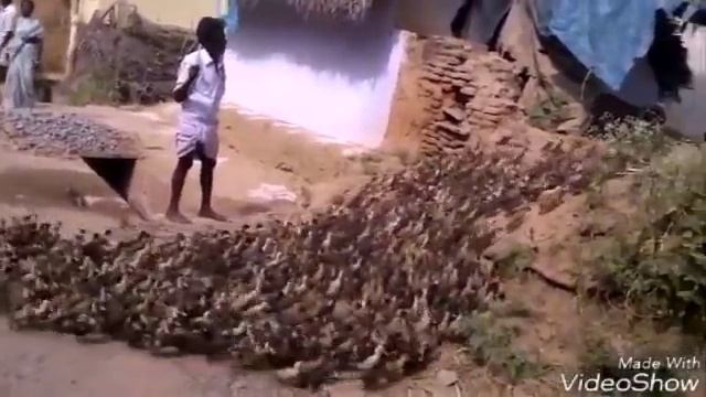 Армия гусят . Кучу гусят гонят домой ! смотреть онлайн