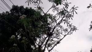 Plumeria Pudica | Bridal Bouquet | Frangipani Pudica