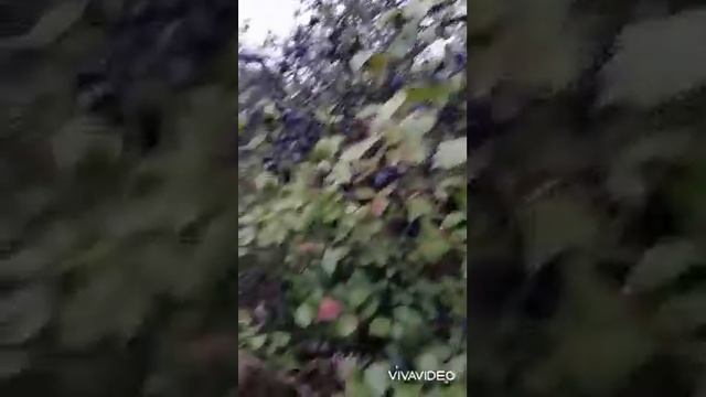 Тернослив поспел ?? смотреть онлайн