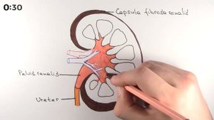 Анатомия почки за 1 минуту!!!