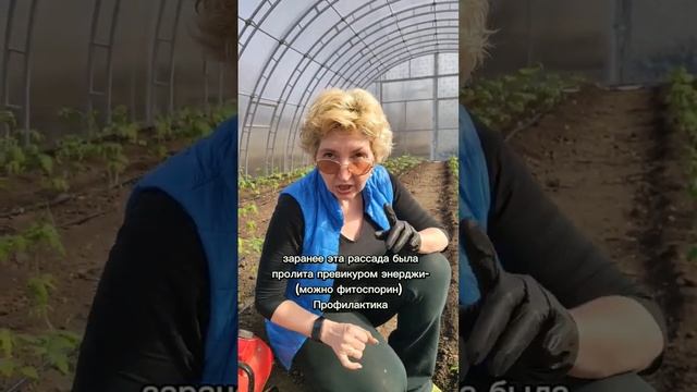 высадка томатов #рассадапомидор #теплица смотреть онлайн