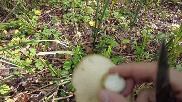 Осенний опёнок и черный груздь смотреть онлайн