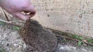 ГАРАЖ для АВТО за 1 ДЕНЬ Как Сделать Гараж для Авто