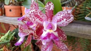 Cattleya Cruzeiro do Sul x Cattleya Schilleriana 5 flores