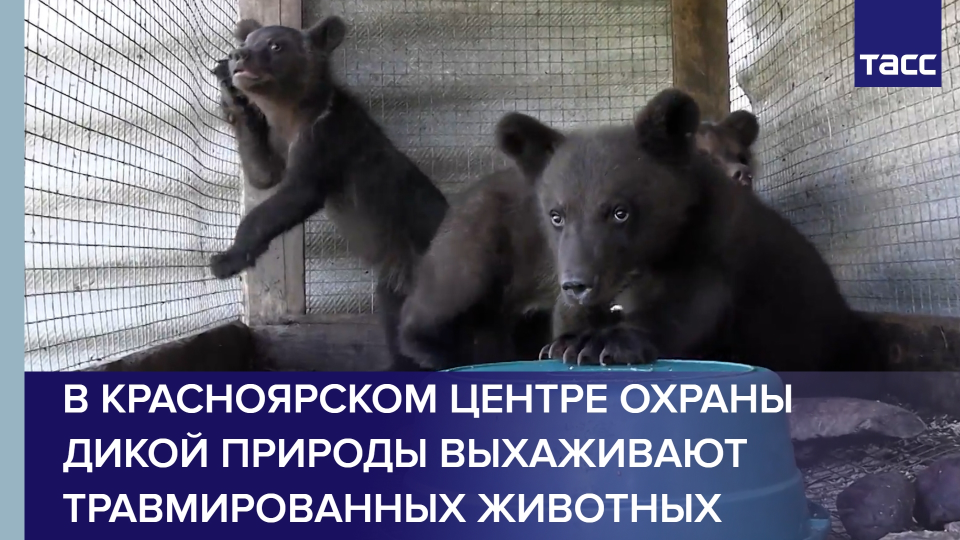 В Красноярском центре охраны дикой природы выхаживают травмированных животных