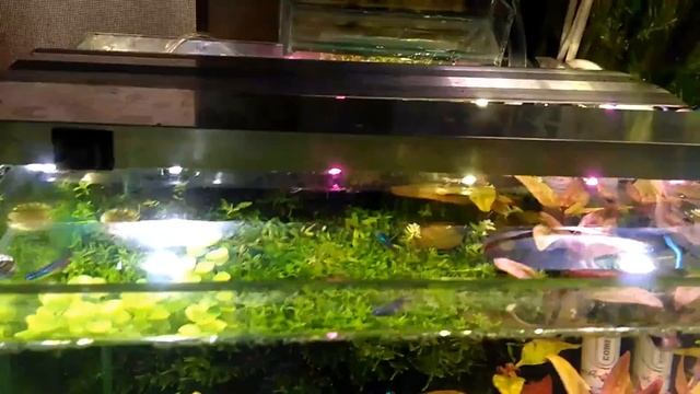 Нерест расбор клинопятнистых в кубе