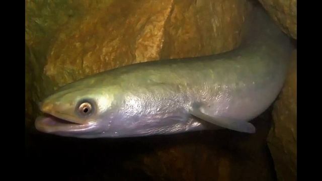 Угреобразные