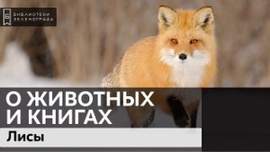 Подкаст "О животных и книгах" / Лисы