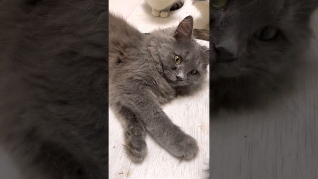 Stronghold for kittens смотреть онлайн