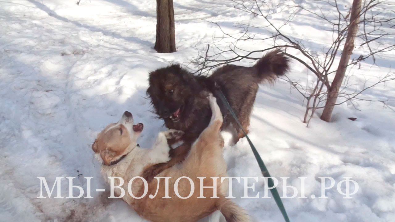 Приют Щербинка, Буран, Афина и Мурзилыч  - активные прогулки с волонтерами