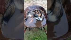 жара этим летом