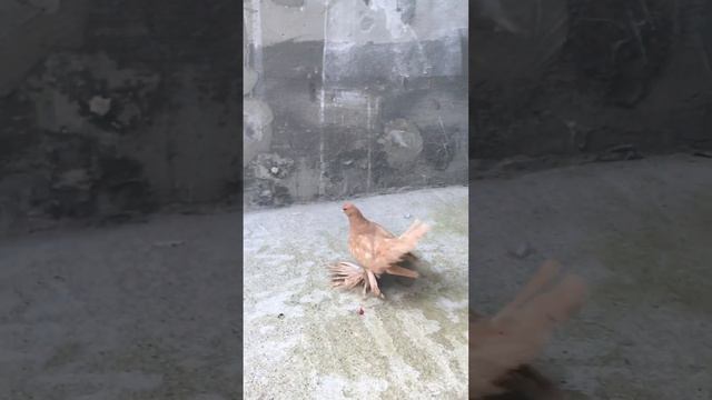 yellow rostow смотреть онлайн