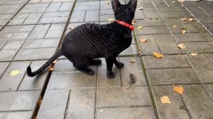 Кошечка Корниш-рекс поймала мышку. Короткошёрстная порода кошек Корниш-рекс видео после охоты