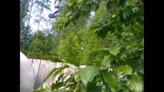 Огородные итоги июня 2020 года на севере Ленинградской области. смотреть онлайн