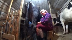 Чуть не расплакался. Неделя работы и 20 тыс в пустую, Капремонт двигателя. Наша жизнь в деревне.