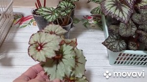 Комнатные растения/цветы.Обзор декоративно-лиственных бегонии.