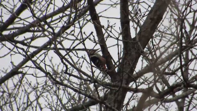 ДЯТЕЛ ЗА РАБОТОЙ ПОРТ ВОСТОЧНЫЙ ноябрь 2015 г ДАЛЬГИПРОТРАНС ИЗЫСКАНИЯ Ролик смотреть онлайн