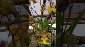 Floração da minha Trichocentrum Windward Beauty "Waianae"