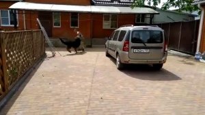 Охрана двора, атака немецкой овчарки.