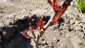 ТАКИЕ РОЗЫ НЕ ЗАЦВЕТУТ! СЛЕПЫЕ ПОБЕГИ у РОЗ ВЕСНОЙ. Как НАЙТИ и что СНИМИ ДЕЛАТЬ