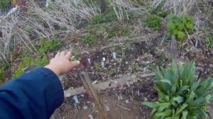 выращивание лещины,фундук на севере дача под Архангельском