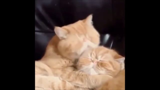 Котики целуются взасос смотреть онлайн