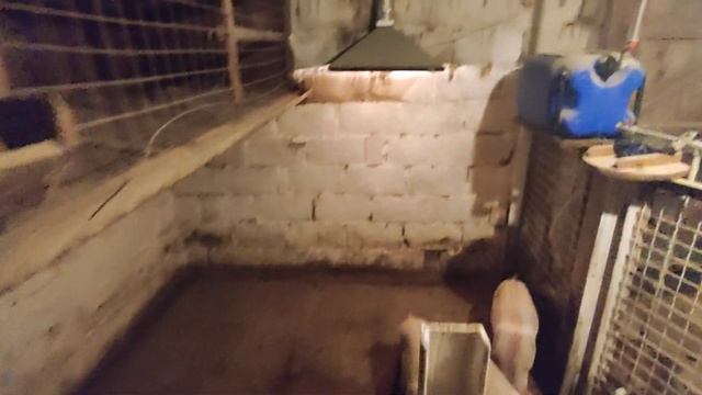 Прошла первая неделя жизни. Поросята, температура, кормление. смотреть онлайн