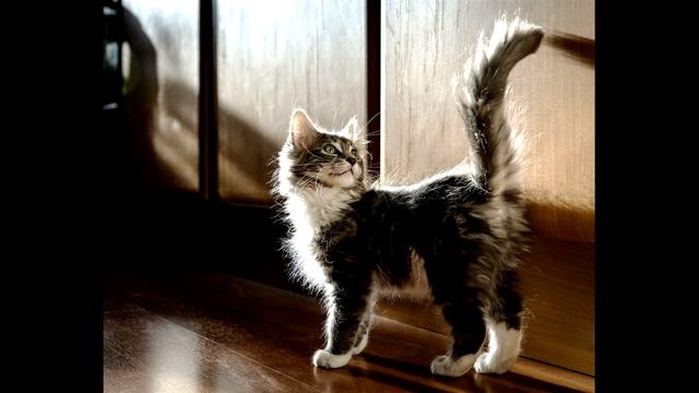 Е  Благинина  Котёнок #стихидлядетей #стихиоживотных #поэты20века