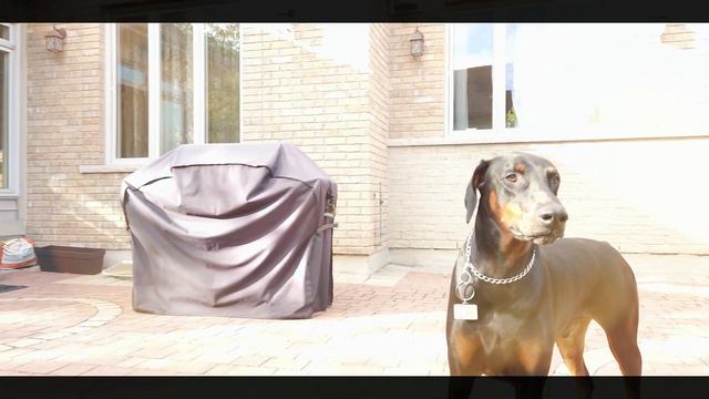 DJI OSMO POCKET at 1080P 60 FPS смотреть онлайн