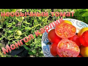 Монгол карлик Томат необычный Посажу ли снова