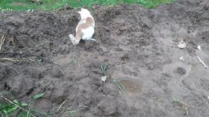 Как коты ловят мышей