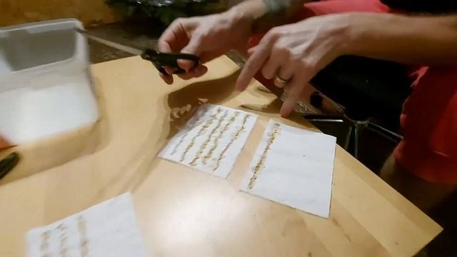 Выращивание банана в домашних условиях. Выращивание покупного банана. Наш маленький эксперимент смотреть онлайн