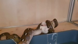 Сетчатый питон ест