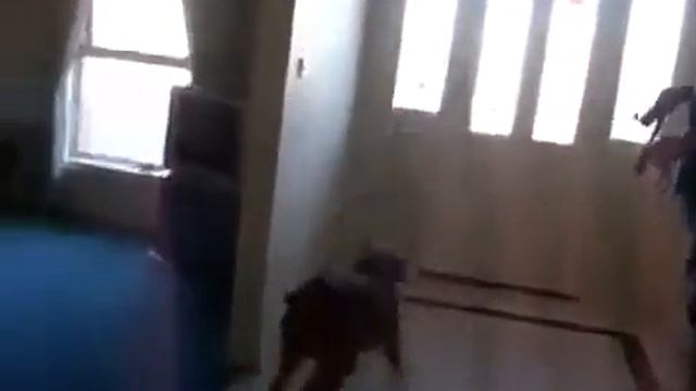 Собака-Лоурайдер смотреть онлайн